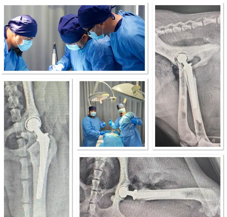 BlueSAO 189 Veteriner Ortopedi Uluslararası Workshop asdasdasd