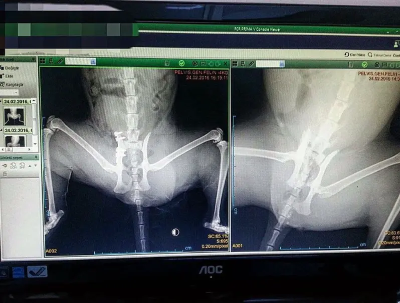 Kedide Kalça Operasyonu - Femoral Head Ostectomy (FHO)
