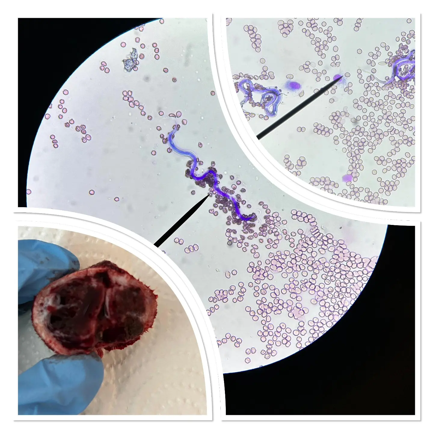 Dirofilariosis Vakası