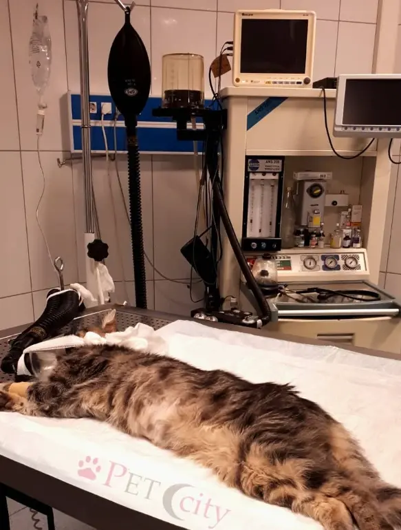 Spleenectomy (Dalak Çıkarılması) Vakası